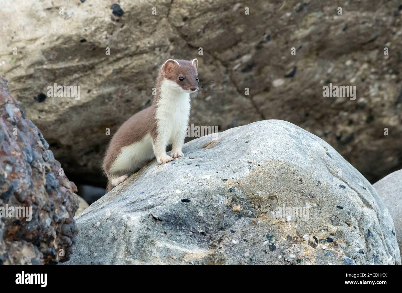 Kurz-talied-Wiesel; Ermine; Sommer; Alaska Stockfoto