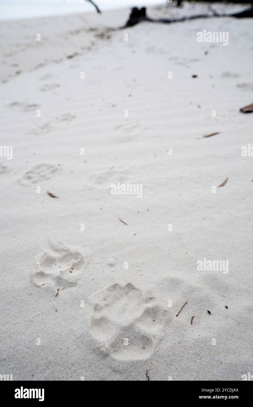 Dingo-Fußabdrücke in weißem Sand am Moon Point, Fraser Island, Kgari, Hervey Bay, Queensland Australien Stockfoto