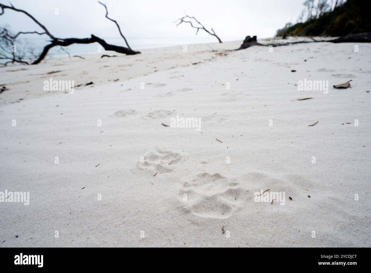 Dingo-Fußabdrücke in weißem Sand am Moon Point, Fraser Island, Kgari, Hervey Bay, Queensland Australien Stockfoto