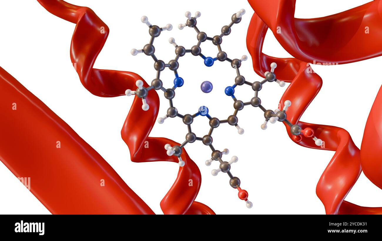 3D-Darstellung von Hämmolekül und Proteinstruktur im weißen Hintergrund Stockfoto