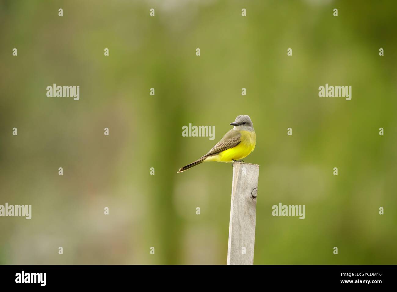 Tropischer Eisvogel (Tyrannus melancholicus), der auf einem Stab thront. Stockfoto