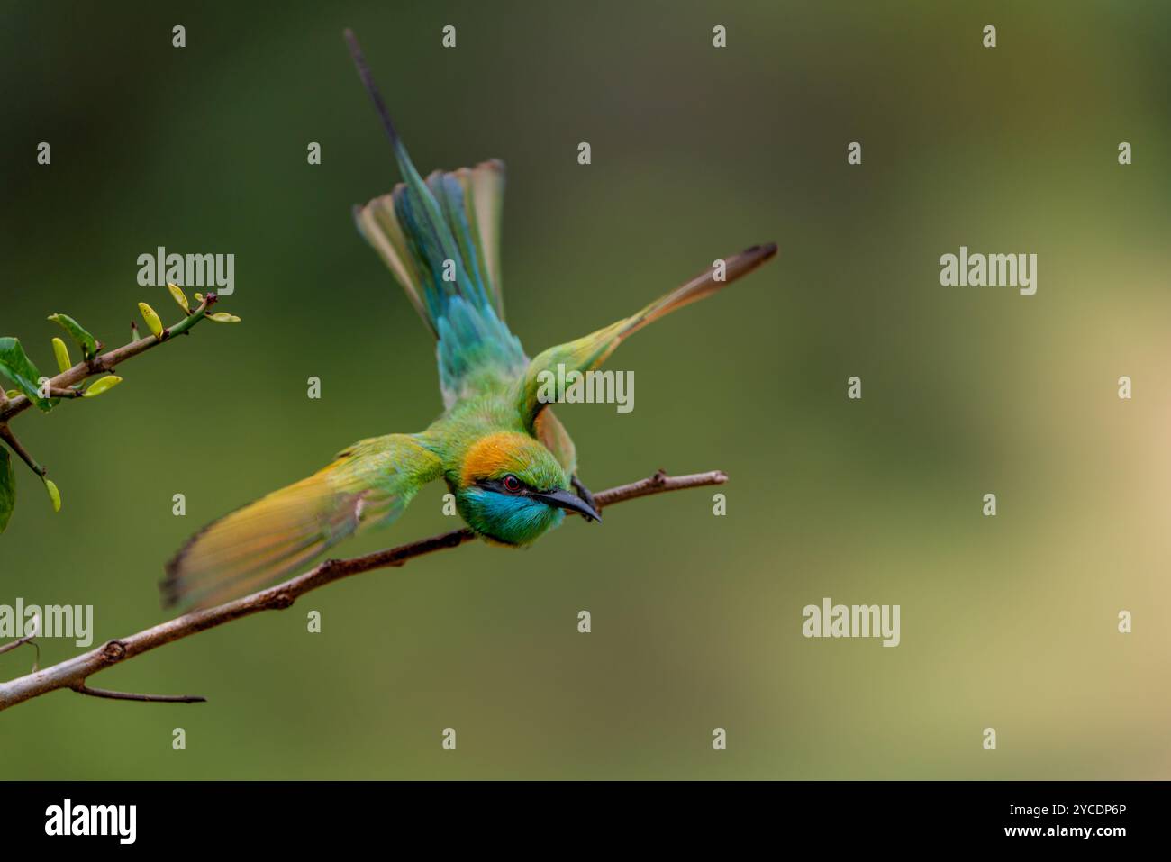 Eine kreative und stimmungsvolle Aufnahme eines Bienenfressers in der Sri Lankan Wild, kurz nachdem er in den Flug gesprungen ist. Stockfoto