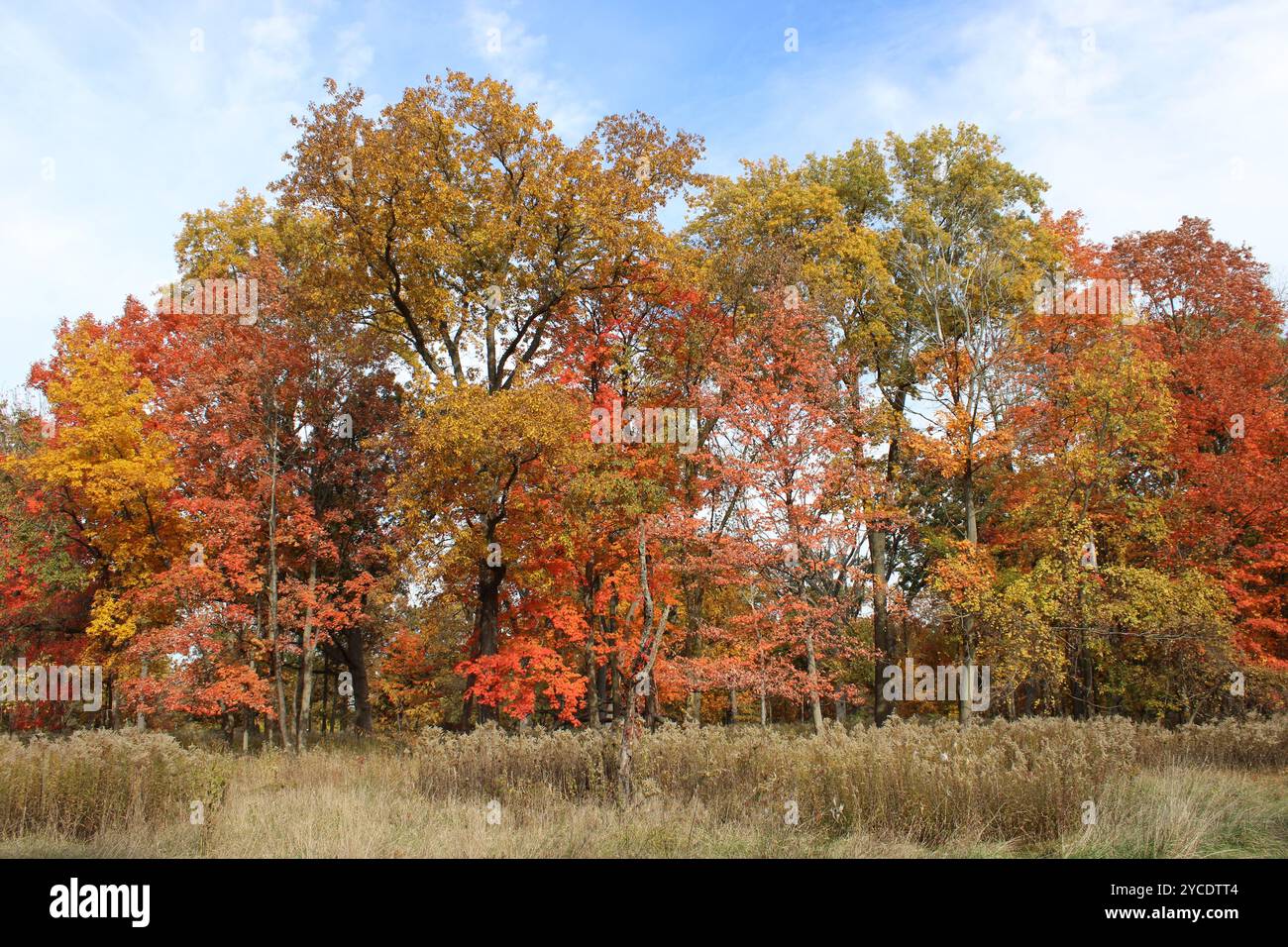 Bäume mit Herbstfarben mit einer Wiese davor in Miami Woods in Morton Gove, Illinois Stockfoto