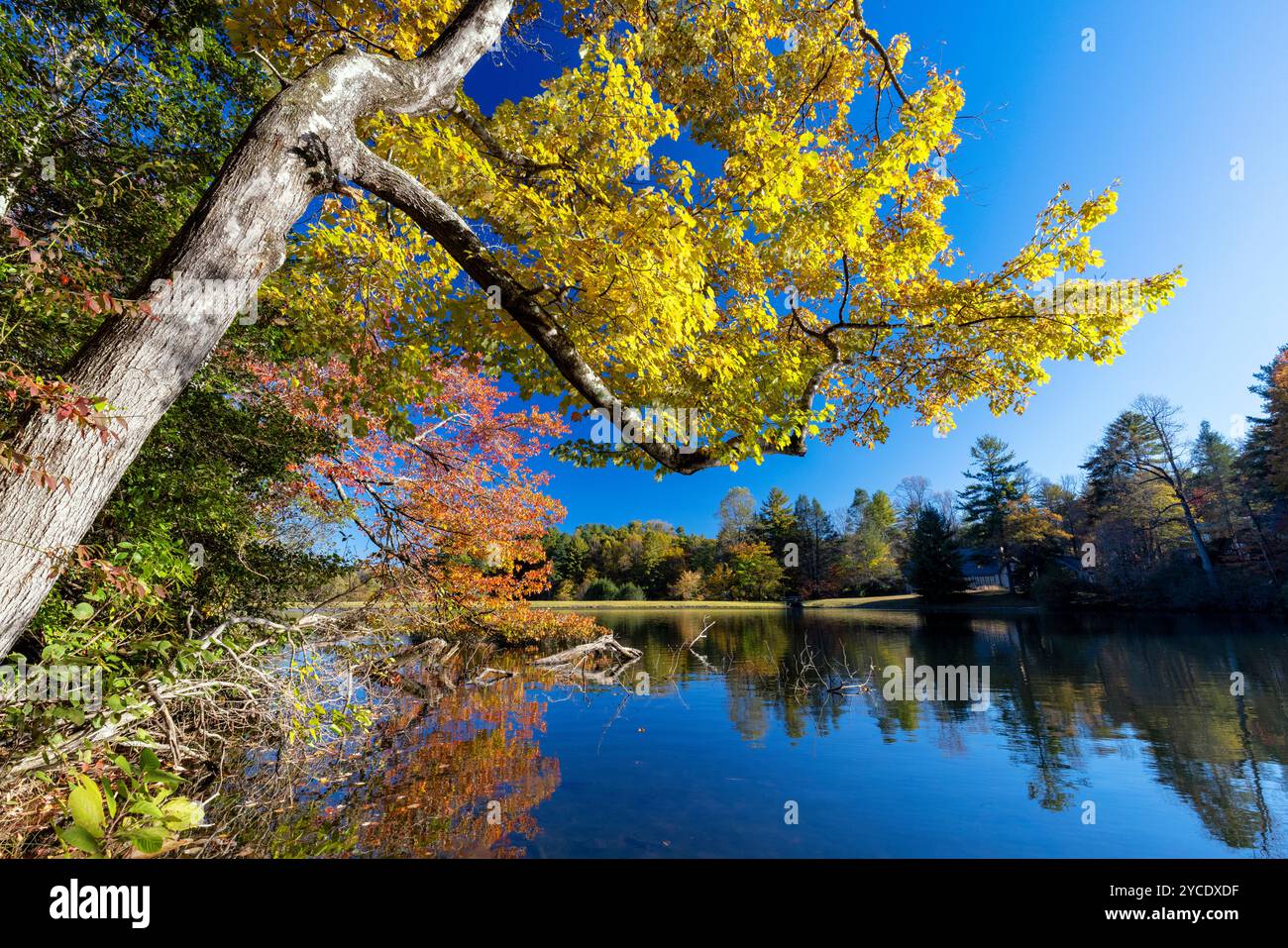 Leuchtende Herbstfarbe am Straus Lake - Brevard, North Carolina, USA Stockfoto