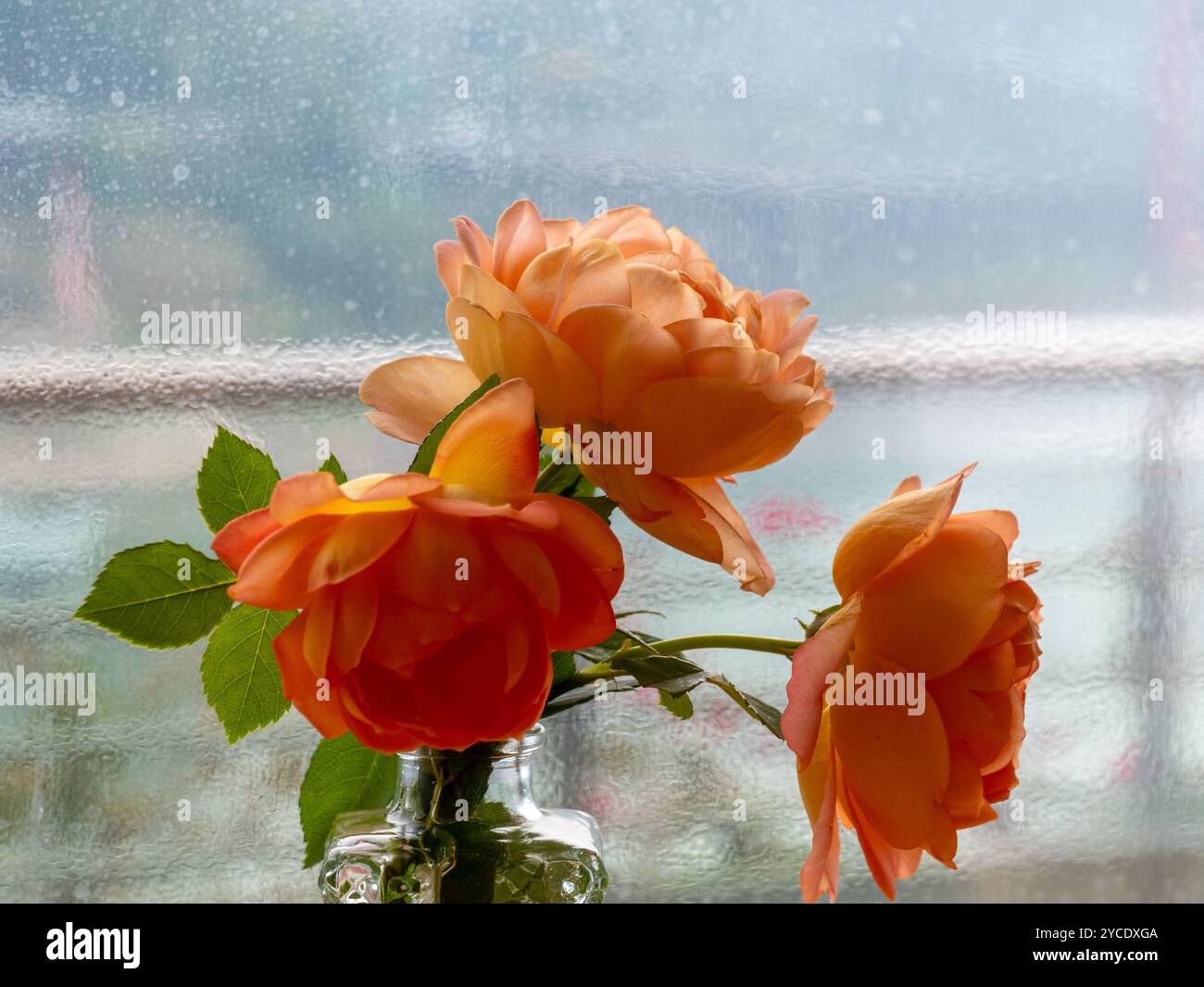 Nahaufnahme von gelben Rosen in einer Glasvase vor verschwommenem Glashintergrund Stockfoto