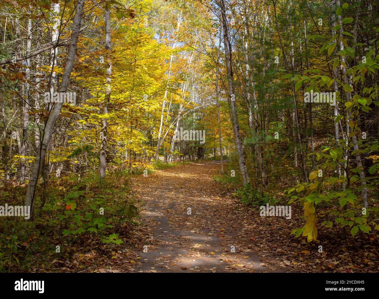 Waldweg bedeckt mit Blättern im Herbst. Stockfoto