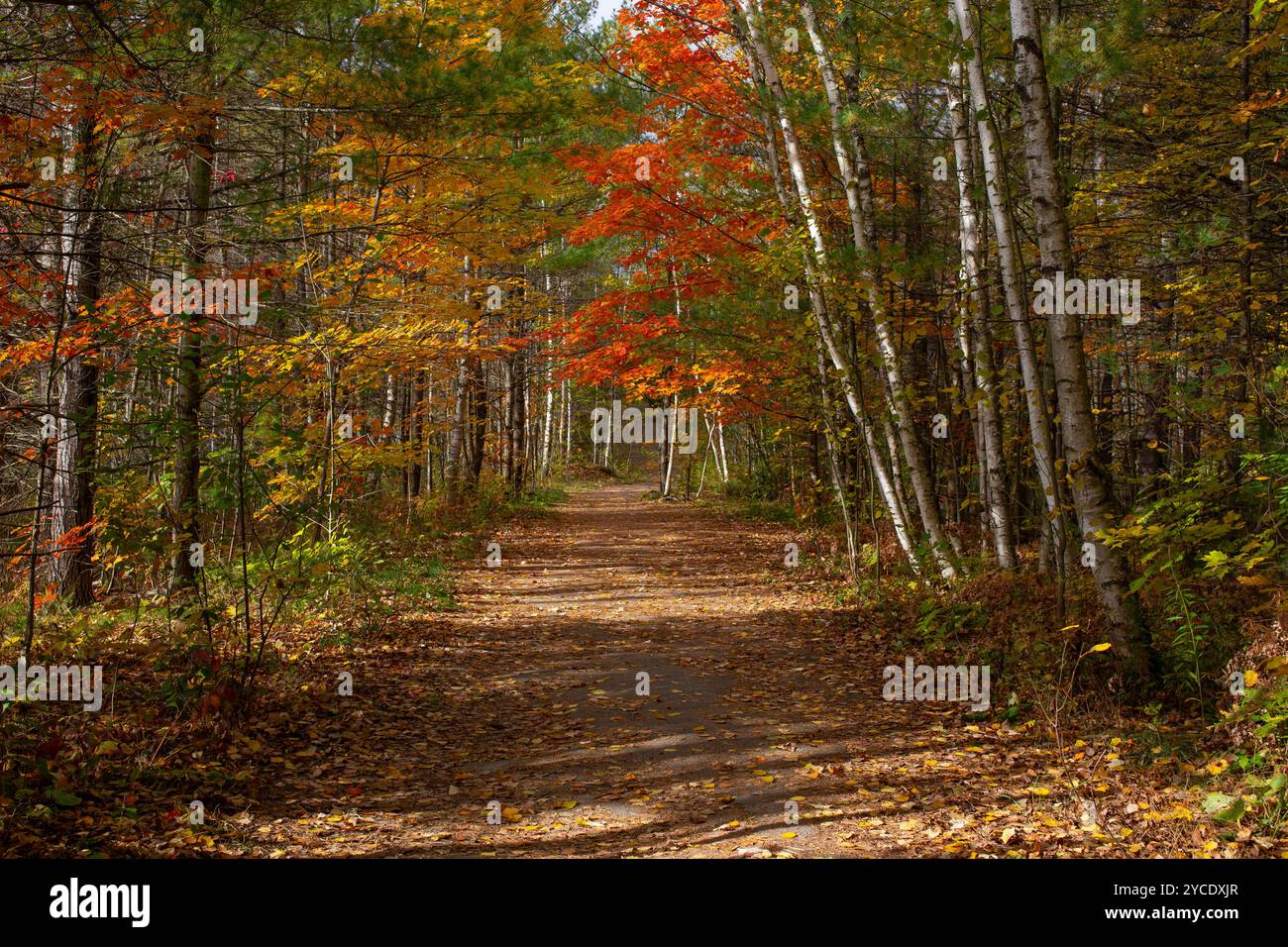 Waldweg bedeckt mit Blättern im Herbst. Stockfoto