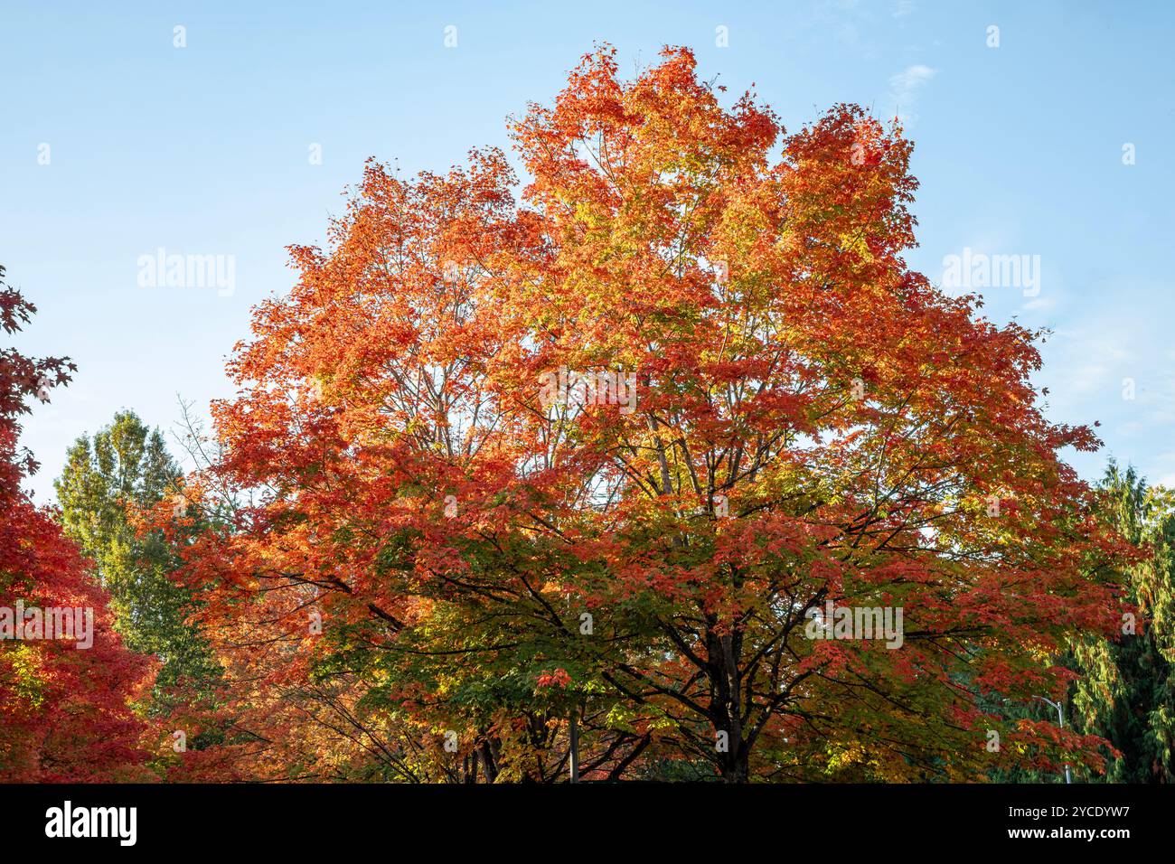 WA25797-00...WASHINGTON - Blätter mit Herbstfarben auf einem Ahornbaum im Gene Coulon Memorial Beach Park in Renton. Stockfoto