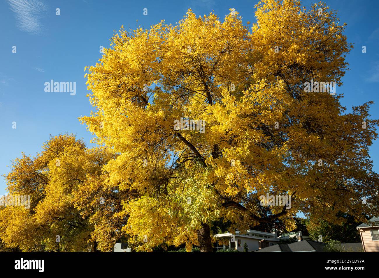 WA25800-00...WASHINGTON - Herbstzeit entlang der Grenze zum Genesee Park in Seattle. Stockfoto