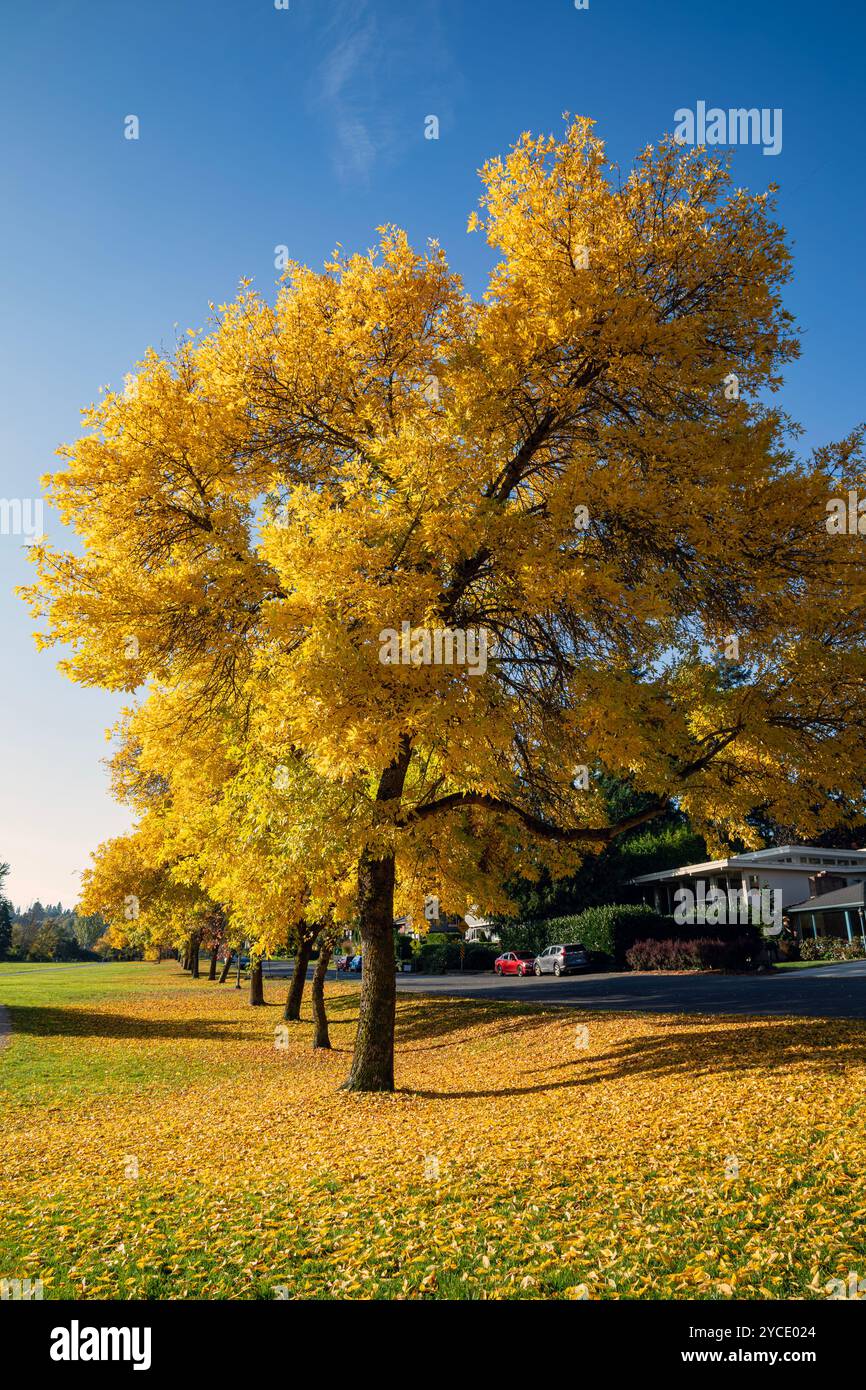 WA25801-00...WASHINGTON - Herbstwind bewegt die Blätter in den Bäumen entlang der Grenze zum Genesee Park in Seattle. Stockfoto