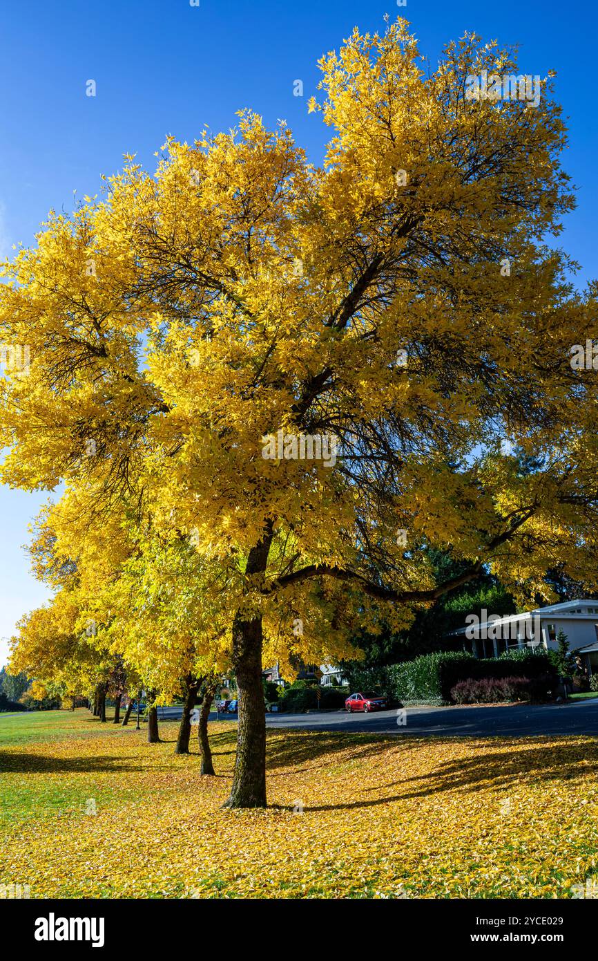 WA25803-00...WASHINGTON - Herbstzeit entlang der Grenze zum Genesee Park in Seattle. Stockfoto