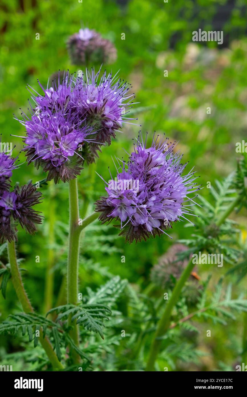 Phacelia tanacetifolia, Skorpionkraut, eine krautige Pflanze aus der Familie der Borretschgewächse Stockfoto