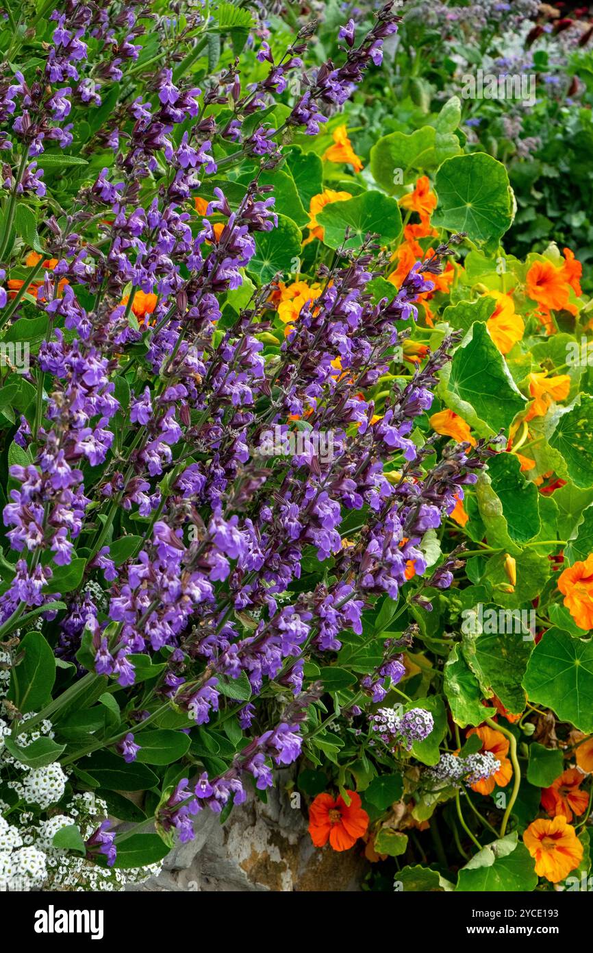 Blauer Salbei in der Blüte vor Kapuzinerhintergrund in einem Hüttengarten Stockfoto