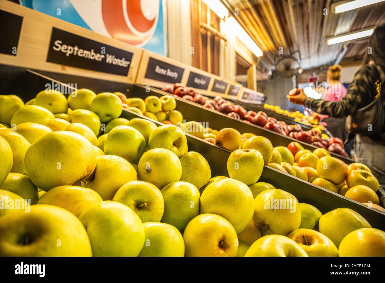 Frisch geerntete Äpfel bei B.J. Reece Orchards in Ellijay, Georgia. (USA) Stockfoto