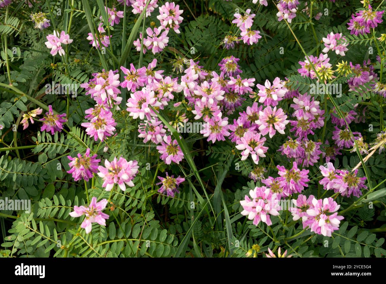 Purple Crown Vetch Securigera varia ist eine niedrig wachsende Leguminosenrebe Crownvetch Stockfoto