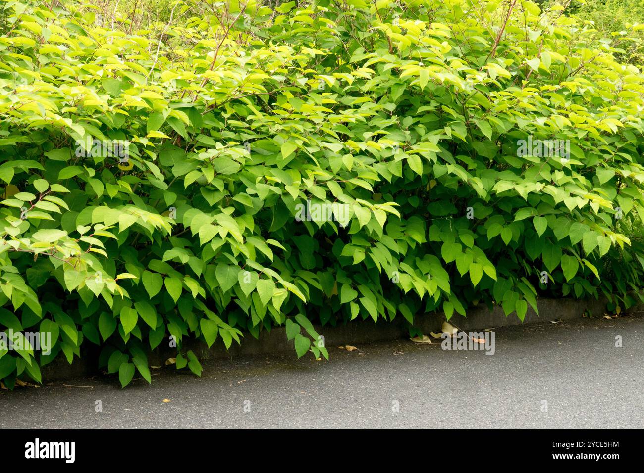 Buschig dicht entlang der Straße Asiatisch Japanische Knotweed wächst Reynoutria japonica Stockfoto