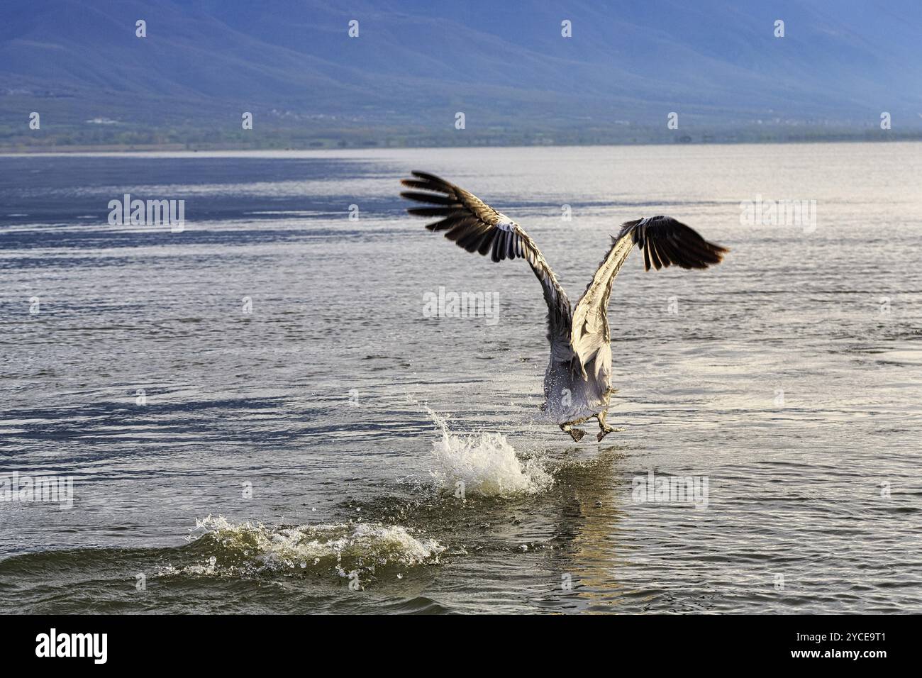 Dalmatinischer Pelikan (Pelecanus crispus): Abflug, Kerkini-See, Zentralmakedonien, Griechenland, Europa Stockfoto