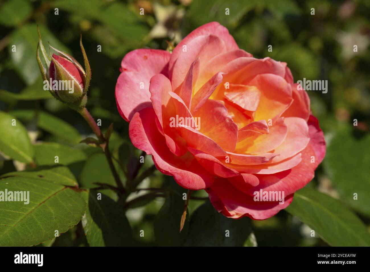 Rote floribunda-Rose, Blüte mit Knospen, Nordrhein-Westfalen, Deutschland, Europa Stockfoto