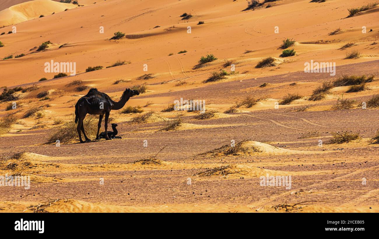 Schwarzes Kamel (Kamelidae) mit Jungen in der Wüste RUB al Khali, Provinz Dhofar, Arabische Halbinsel, Sultanat Oman Stockfoto Schwarzes Kamel (Kamelidae) mit Jungen in der Wüste RUB al Khali, Provinz Dhofar, Arabische Halbinsel, Sultanat Oman Stockfoto