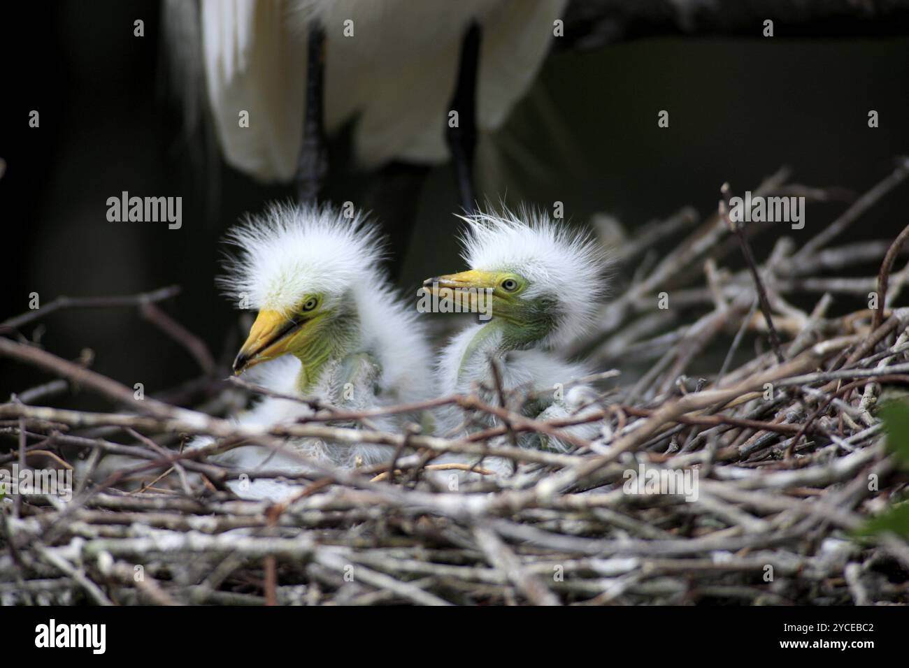 Großreiher (Casmerodius albus), Jungvögel, Jungvögel, Baum, in Nest, Florida USA Stockfoto