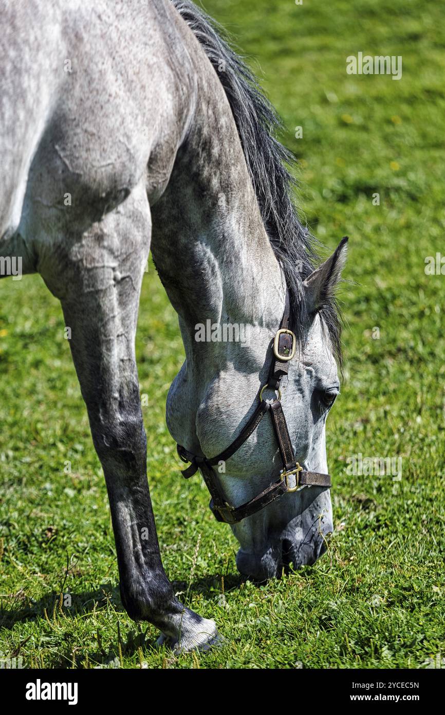 Vollblut-Pferd auf einer Wiese, Irish National Stud, The Irish National Stud & Gardens, Tully, Kildare, Irland, Europa Stockfoto