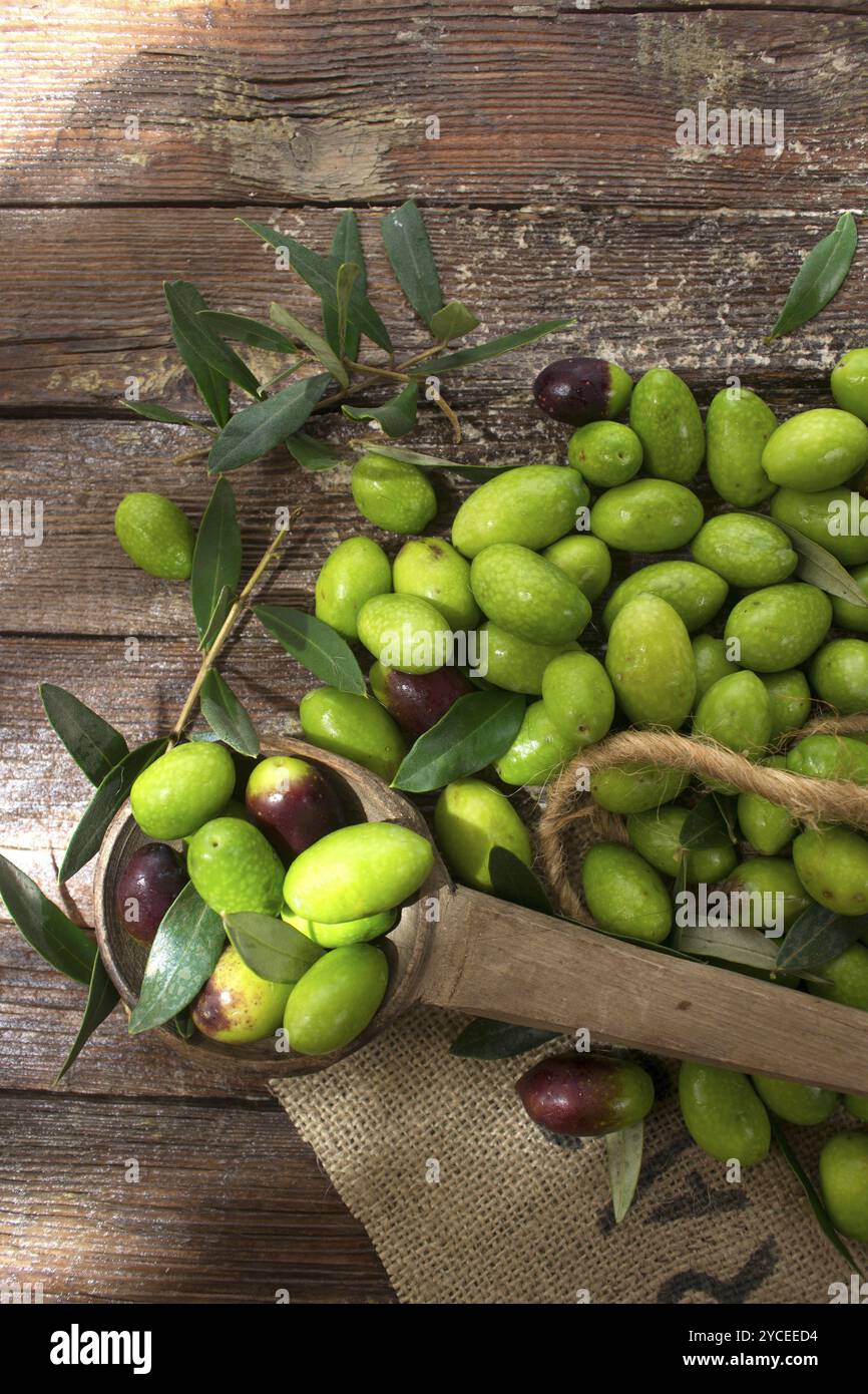 Kleine Gruppe von Großen frisch gepflückte grüne Oliven Stockfoto