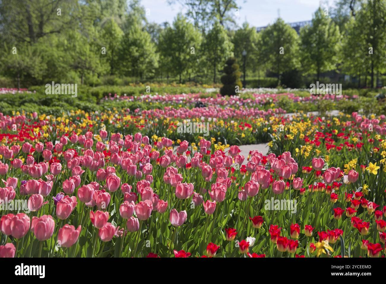 Grüne Pflanzen, Blumen und Büsche im zentralen Gorki-Park in Moskau, der russischen Hauptstadt Stockfoto