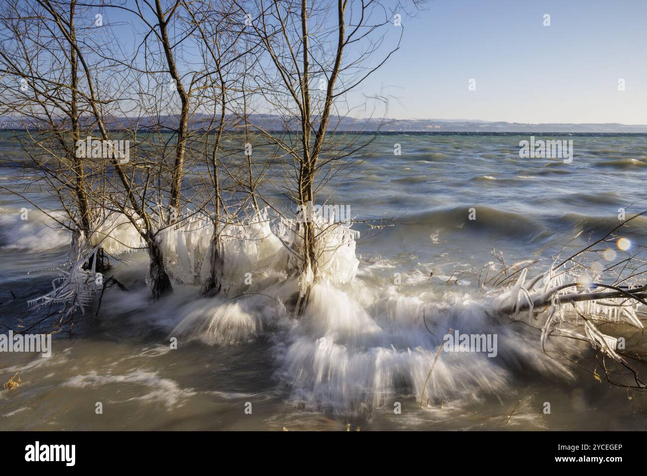 Brüllende, gefrorene Seebäume kämpfen mit wilden Wellen, Hoernle, Konstanz, Bodensee, Baden-Württemberg, Deutschland, Europa Stockfoto