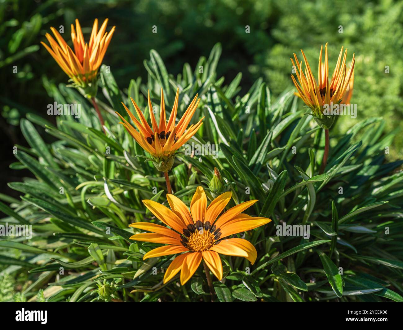 Nahaufnahme der goldgelben orangefarbenen Blüten der Gazania linearis, die im Sonnenlicht blühen Stockfoto