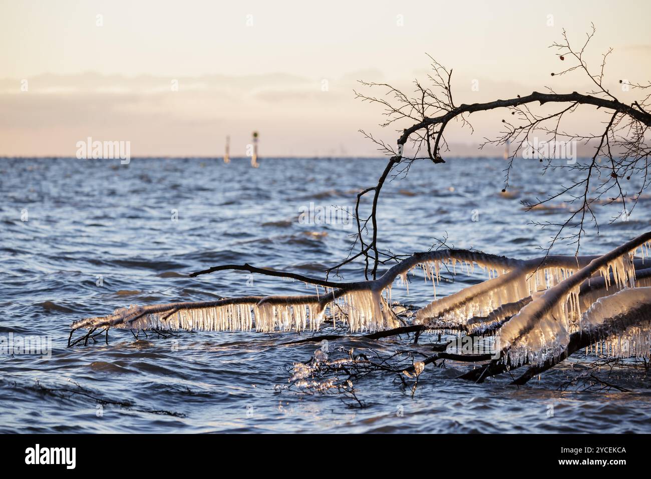 Gefrorene Äste mit Eiszapfen, die bei Sonnenaufgang in den See ragen, Bojen im Hintergrund, Hoernle, Konstanz, Bodensee, Baden-Württemberg Stockfoto