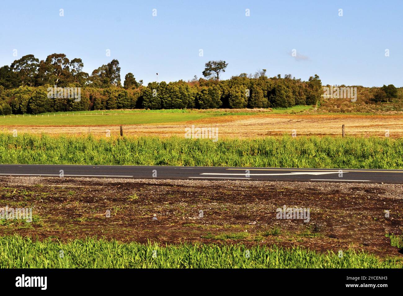 Bepflanzte Farm in Tandil, Buenos Aires, Argentinien, Südamerika Stockfoto