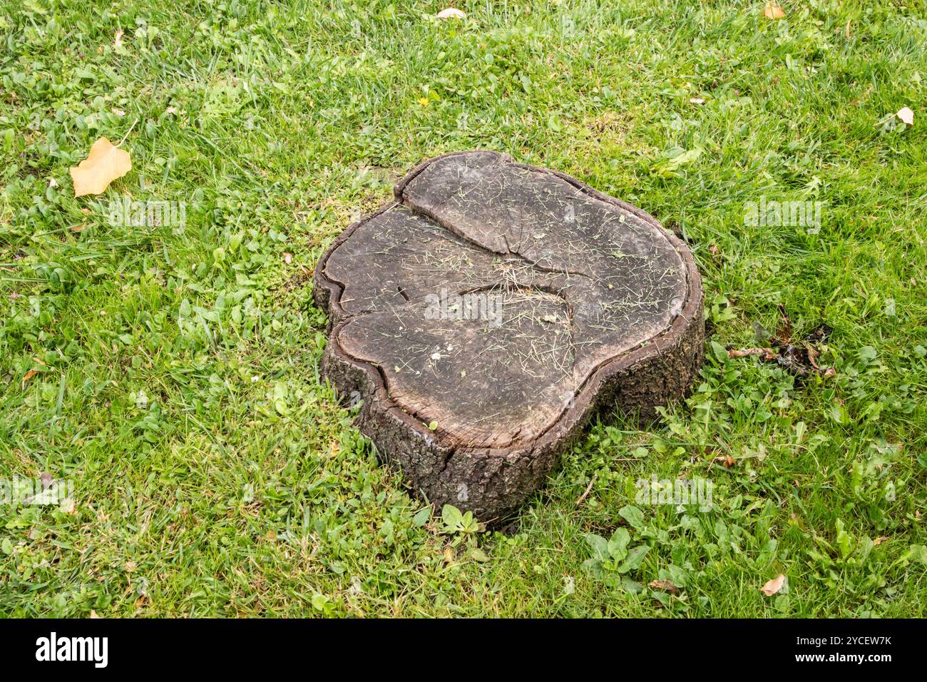 Baumstumpf auf dem Gras im Park, Nahaufnahme des Fotos Stockfoto