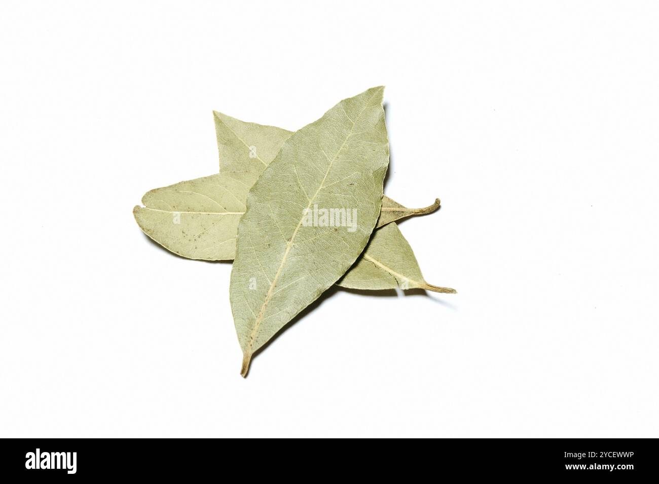 Bay Leaf, Nahaufnahme vor weißem Hintergrund Stockfoto