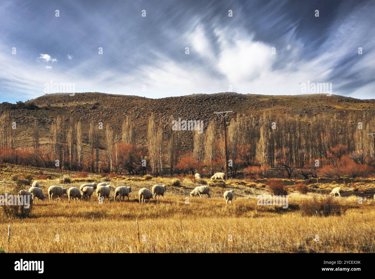 Schafherde Grazin in Patagonian Landscape, Neuquen, Argentinien, Südamerika Stockfoto