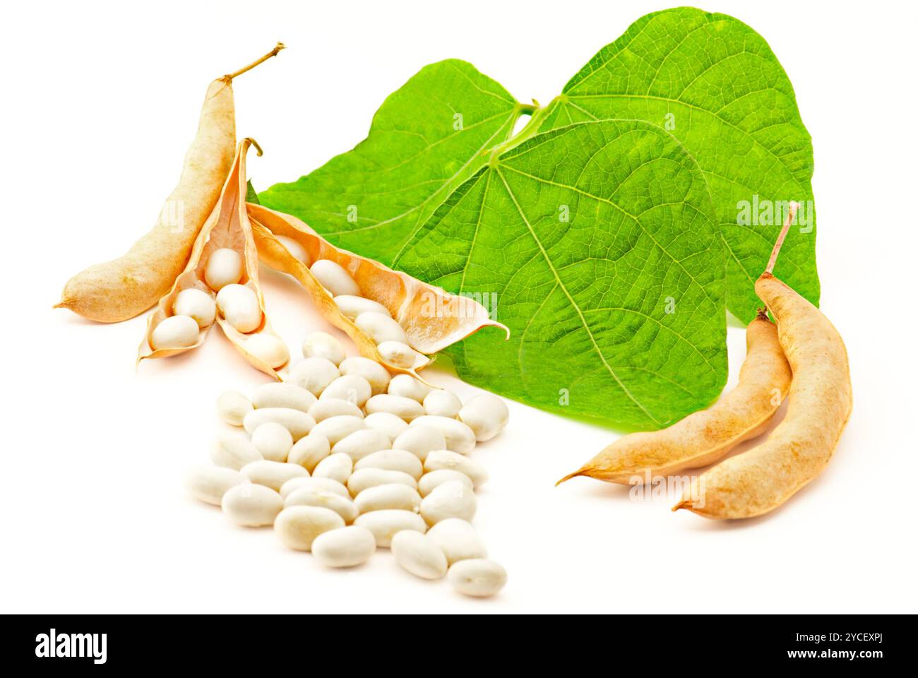 Nieren-Bohnen Stockfoto