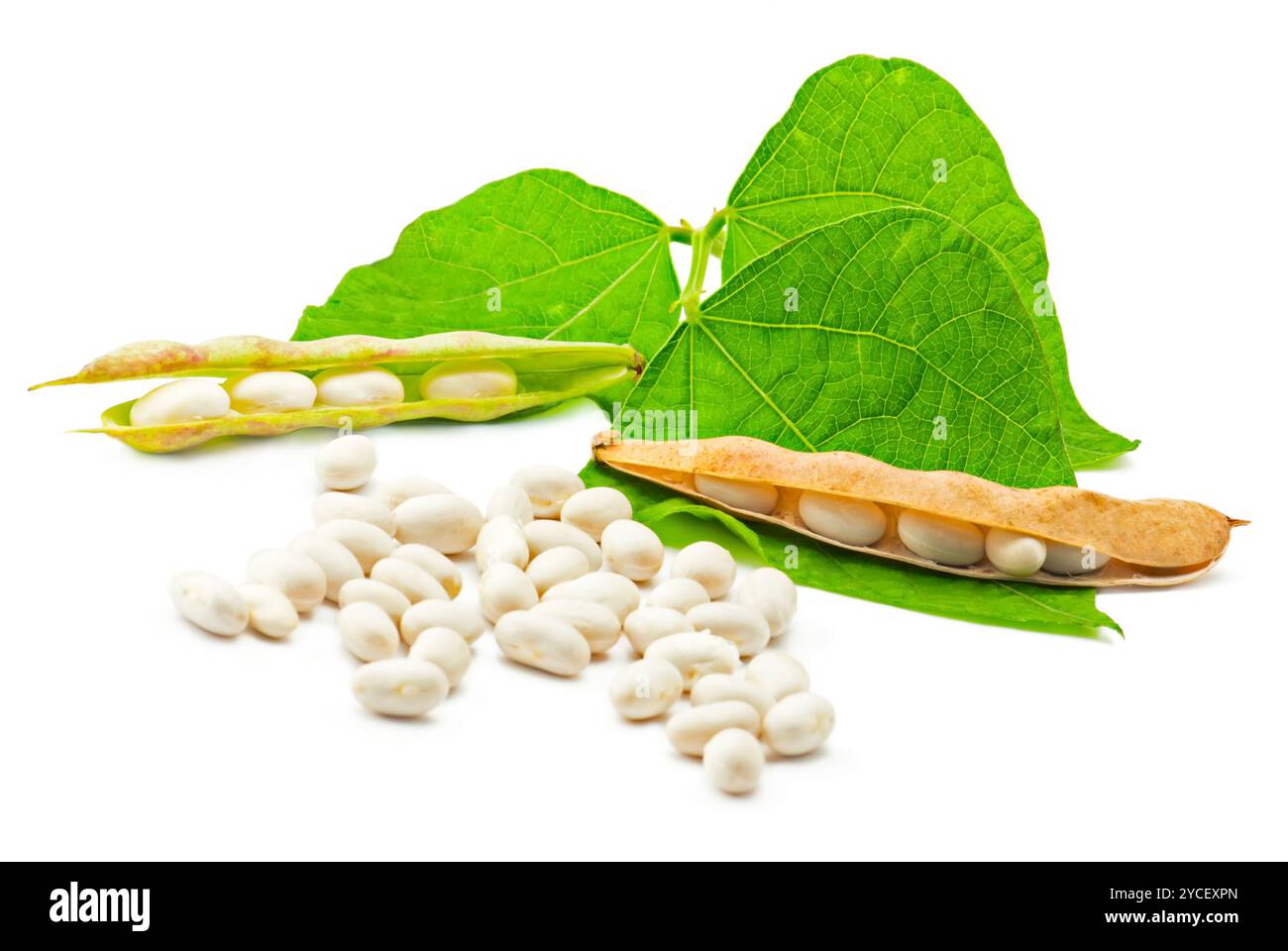 Nieren-Bohnen Stockfoto