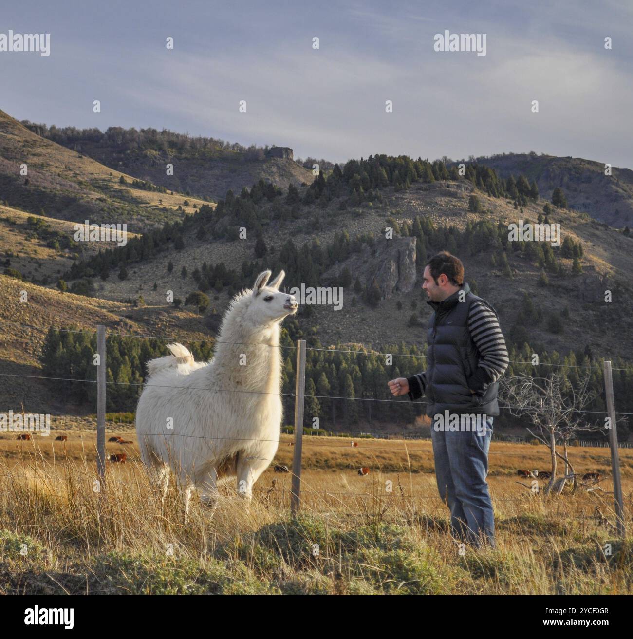 Junger Mann, der einen patagonischen Lama beobachtet Stockfoto