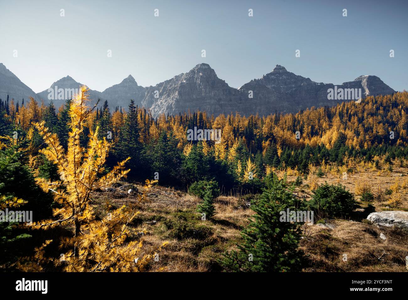 Larch Valley oberhalb des Moraine Lake, Banff National Park, Alberta, Kanada Stockfoto