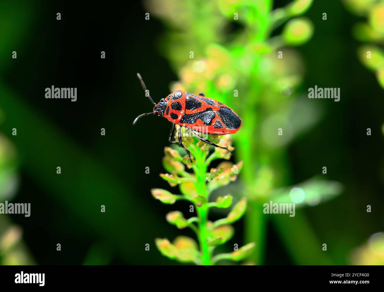 Insektenfamilien und Insekten Stockfoto