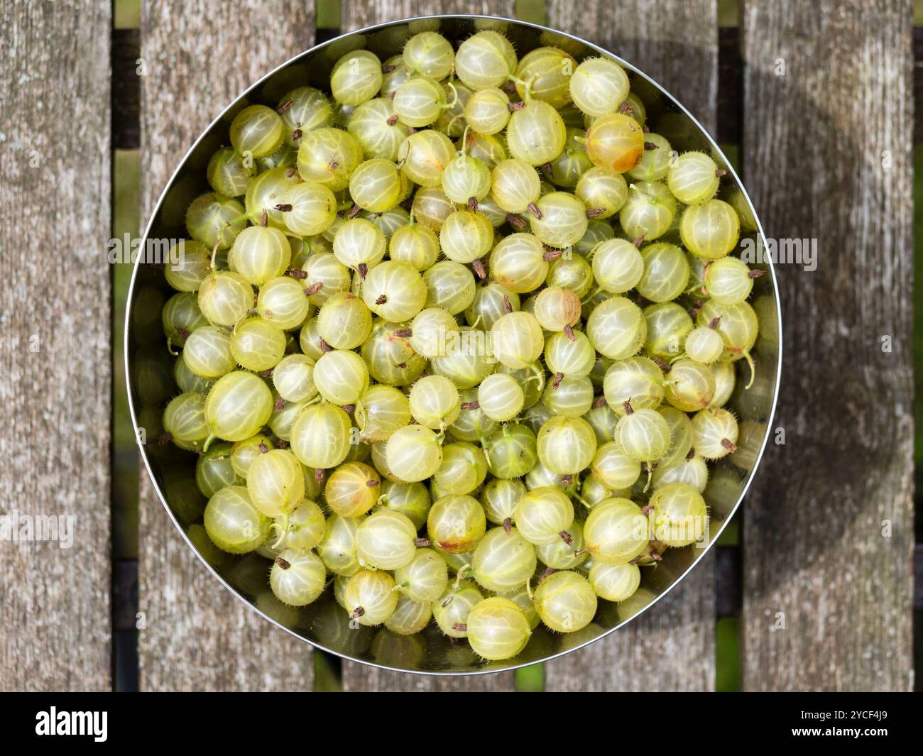 Stachelbeeren (Ribes uva-crispa) in einer Edelstahlschale auf einem Gartentisch. Stockfoto