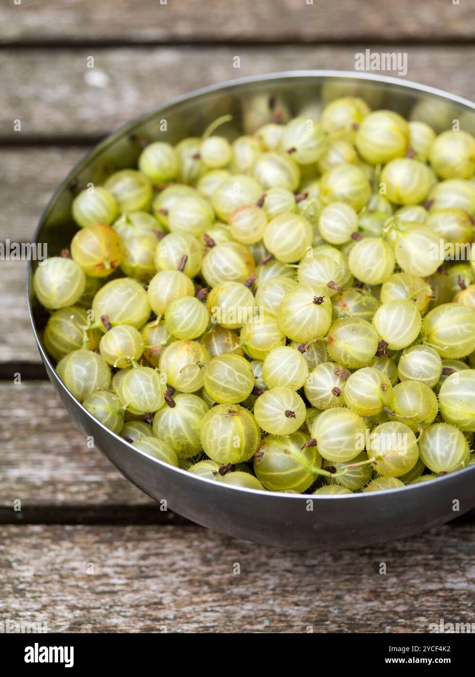 Stachelbeeren (Ribes uva-crispa) in einer Edelstahlschale auf einem Gartentisch. Stockfoto