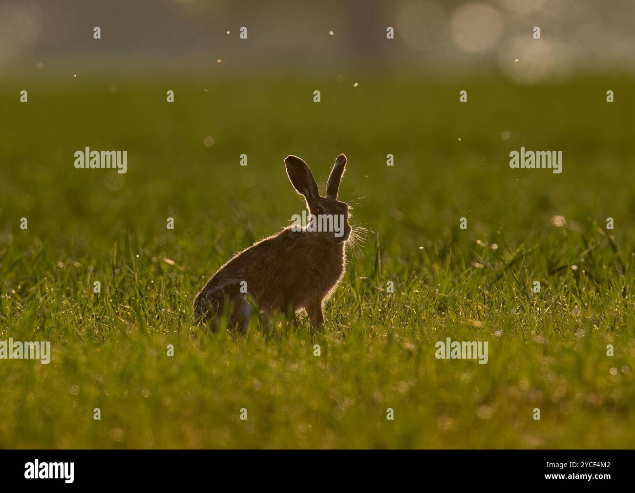 Ein Brauner Hase ( Lepus europaeus ) , der vom goldenen Licht des Sonnenaufgangs beleuchtet wird , Insekten im Flug und ein goldener Lichtrand an seinen Barthaaren . Suffolk, Großbritannien Stockfoto