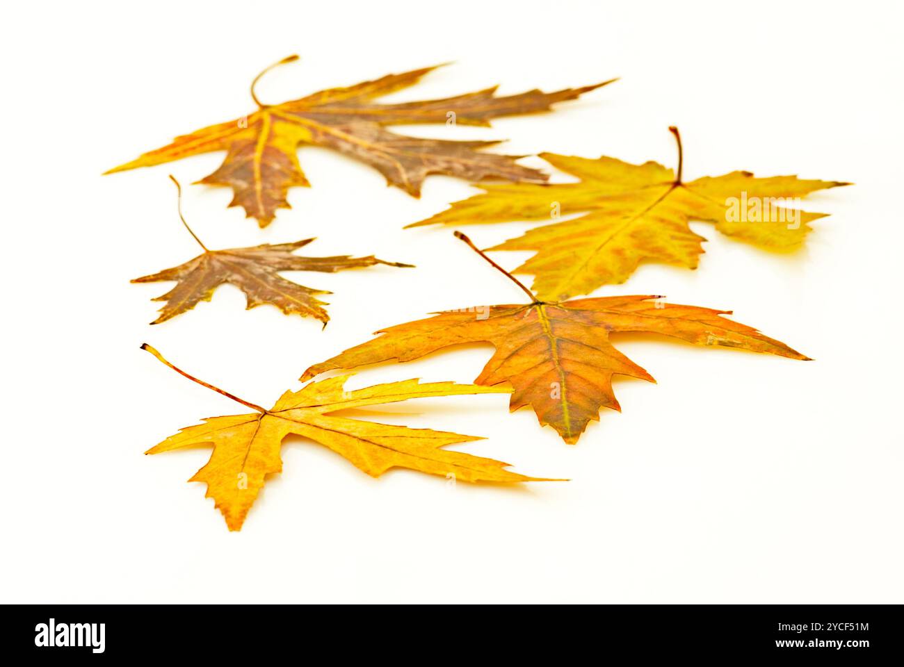 Leuchtende Herbstahornblätter über weiß, geringe Schärfentiefe Stockfoto