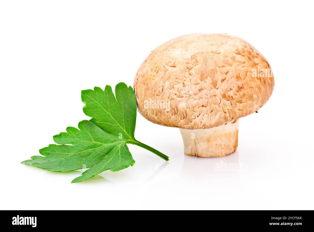 Champignon und grünes Petersilienblatt auf weißem Hintergrund Stockfoto