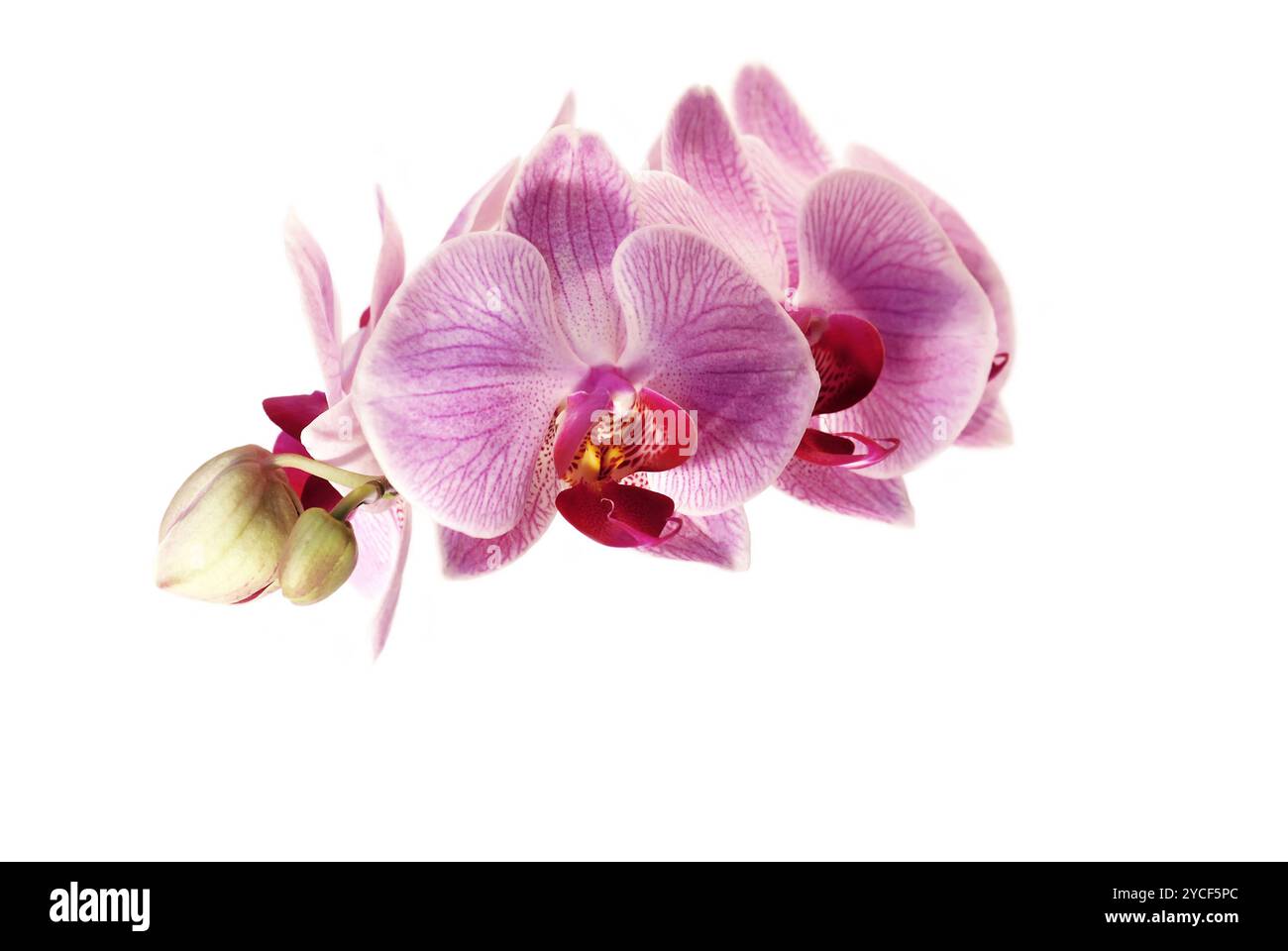 Rosa Orchidee Stockfoto