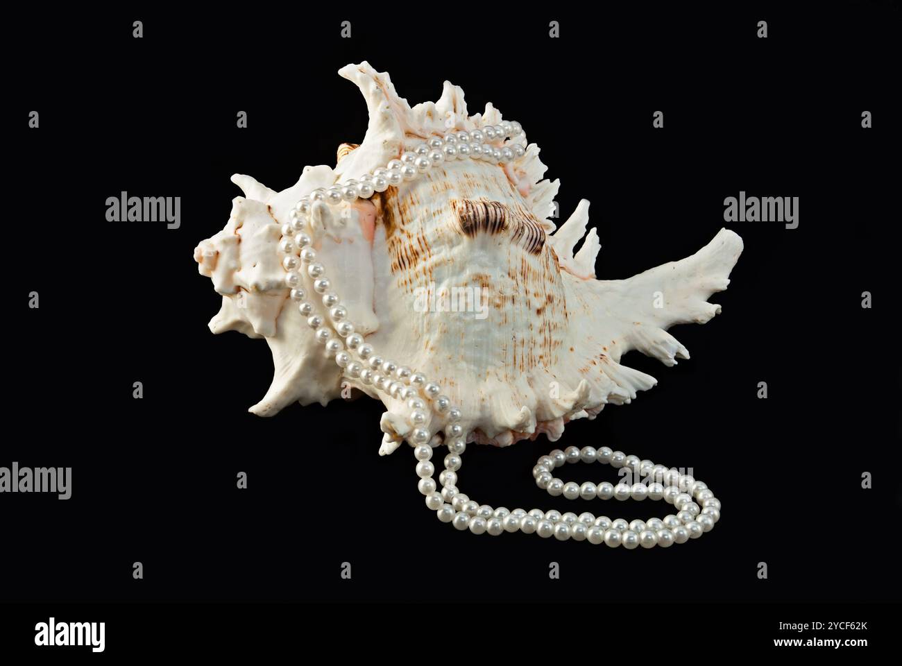 Muscheln und Perlen Stockfoto