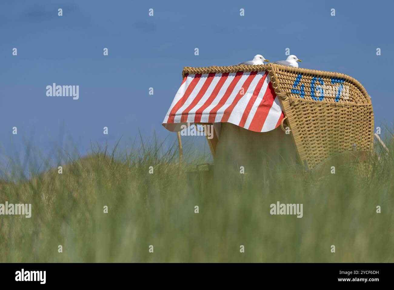 Liegestühle mit Möwen in den Dünen, Insel Amrum, Nationalpark Schleswig-Holsteinisches Wattenmeer, Deutschland, Schleswig-Holstein, Nordseeküste Stockfoto