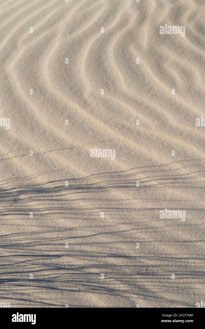 Muster gebildet durch den Wind im Sand, Schatten durch Gräser, Amrum Island, Schleswig-Holsteinischen Nationalpark Wattenmeer, Deutschland, Schleswig-Holstein, Nordseeküste Stockfoto