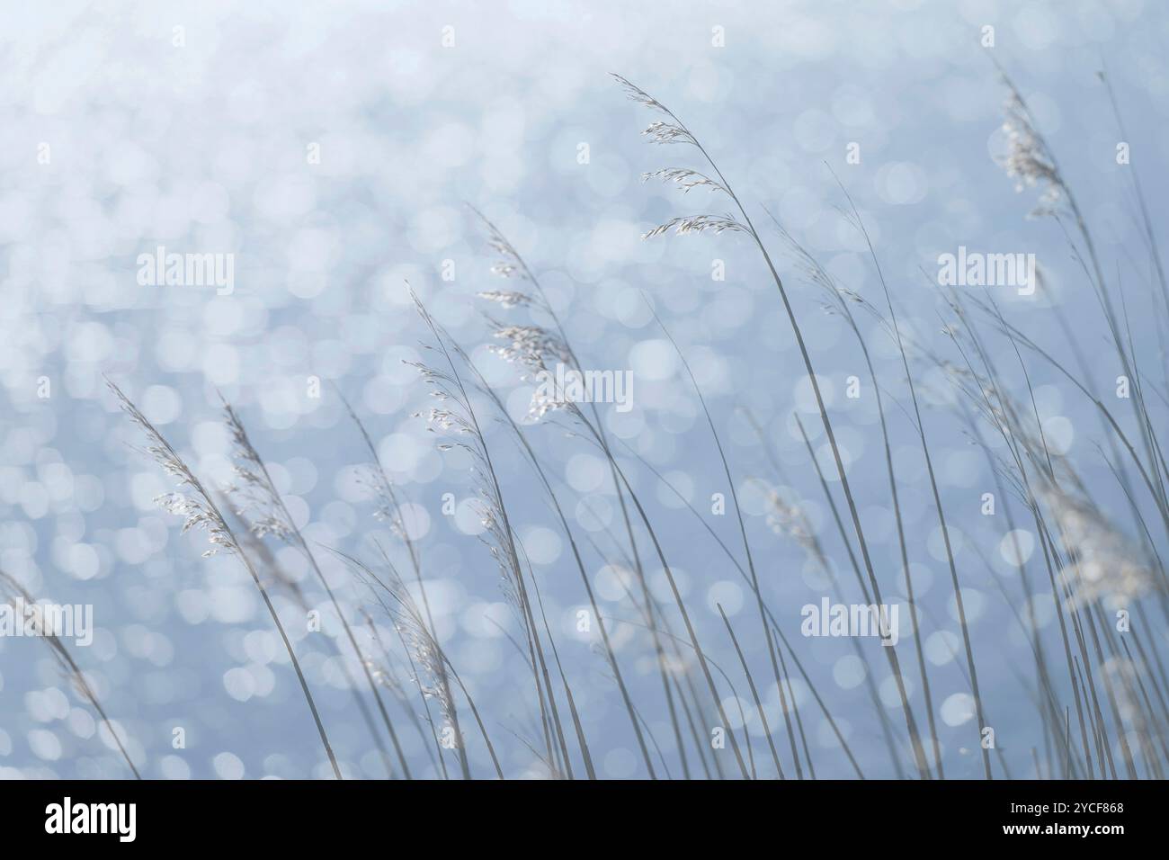 Am Meer, Gräser und Lichtreflexionen auf der Wasseroberfläche, Deutschland Stockfoto