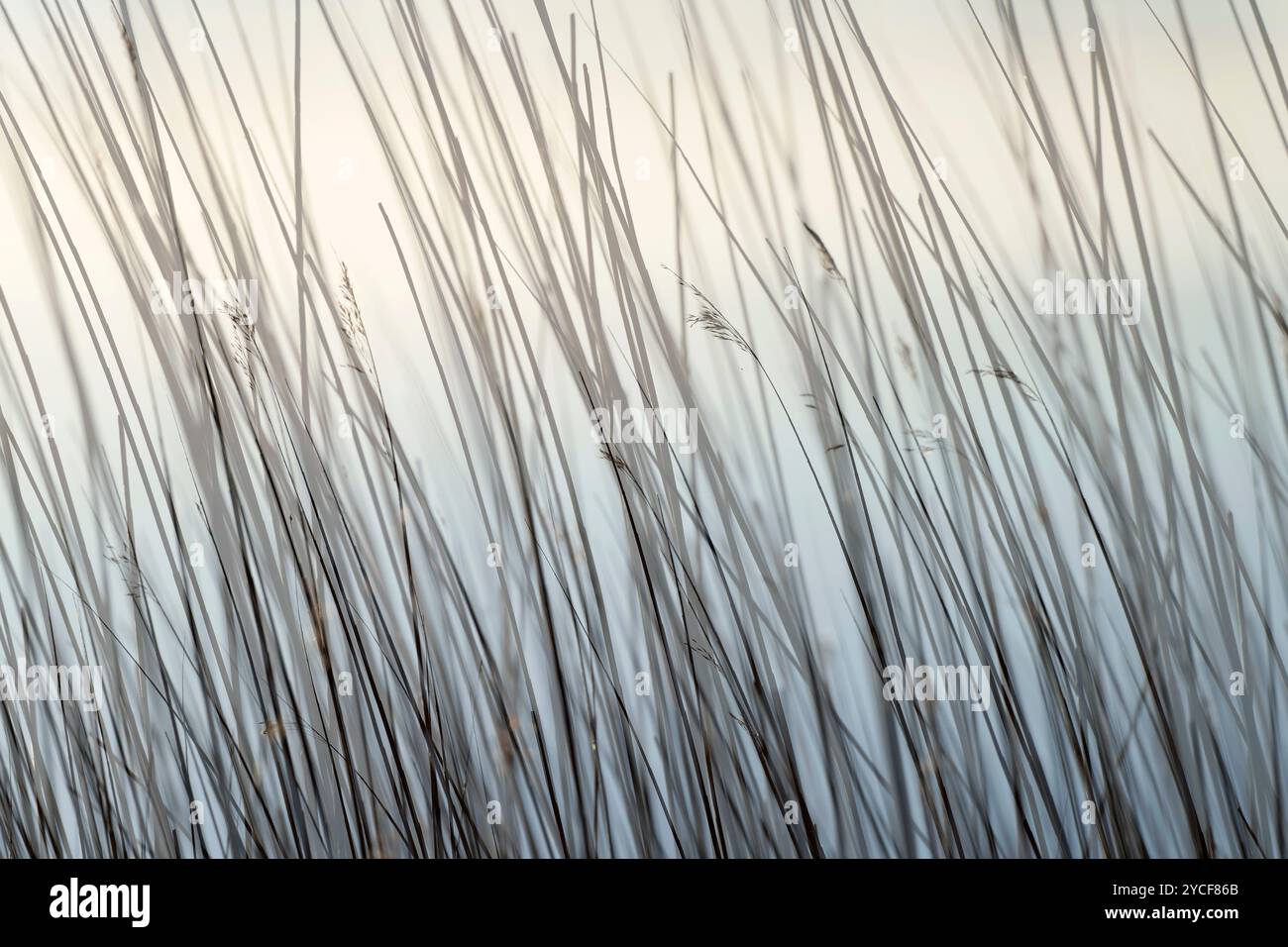 Am Meer, Gräser, doppelte Exposition, Deutschland Stockfoto